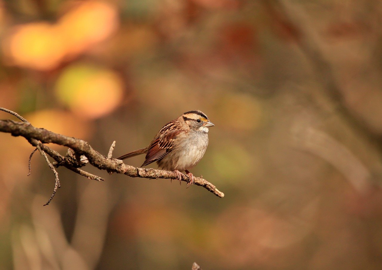 How to Use Your Voice for Animal Advocacy